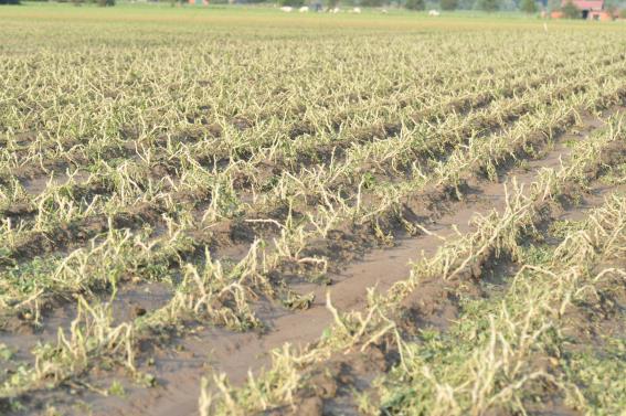 Hagelschade Belgi&euml;2.jpg